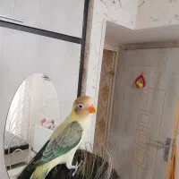 طوطی برزیلی فول رام دستی نژاد یووینگ گلد