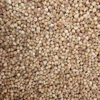 فروش انجیر ارگانیک استهبان  از باغ به مصرف کننده