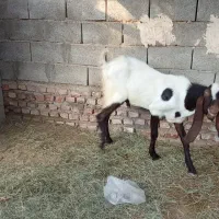 نر پاکستانی   به فوروش  تلفن