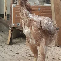 مرغ لاری