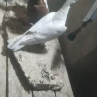 کفتر پرشی