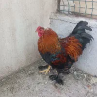 خروس برهما