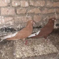 کفتر زرد دمسفید سرخ دمسفید زاغ دمسفید معاوضه با