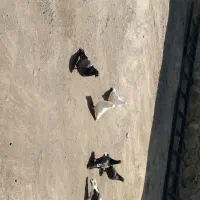 کبوتر