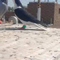 ساده سیاه وچپ سیاه