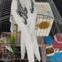 عروس هلندی آلبینو دوکت پروانه ای