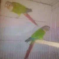 معاوضه میکنم