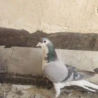 یک عدد نر گلین سه عدد واز