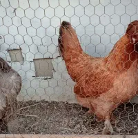 مرغ رسمی تخم گذار