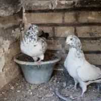 فروش|پرنده|سمنان, |دیوار