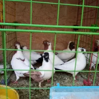 کفتر علاوه
