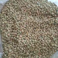 عدس دیم محلی خوش پخت
