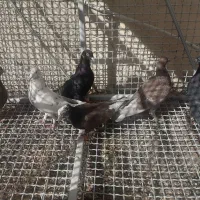 ۶عدد کفتر ماده روهم دونه ۲۵۰
