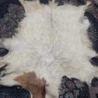 پوست بز دست ساز بصورت حرفه ای
