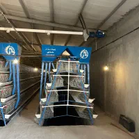 قفس مرغ تخمگذار