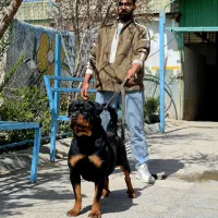 واردات،پرورش‌و‌فروش سگ‌ های نگهبان