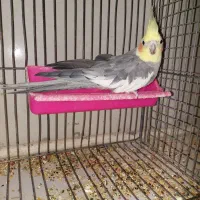 عروس هلندی بالغ نر