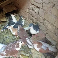 سلام ‌کبوتر‌پرشی‌وهم‌جفت‌گاه