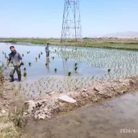 اکیب برنجکاری باتضمین کار خوب