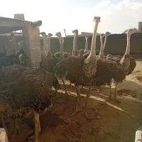 شترمرغ