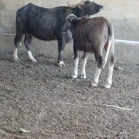 گاومیش درجه یک مالت جنی