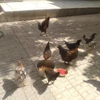 مرغ وخروس بومی هر عدد۸۰۰