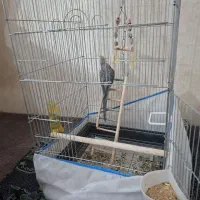 عروس هلندی سخنگو
