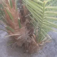 پاجوش برحی اصل چند عدد