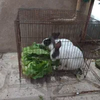 خرگوش