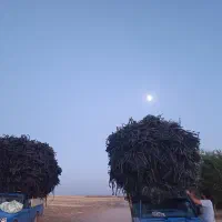 نوار قطره( نوار تیپ و مه پاش ) ظایعاتی
