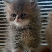 گربه