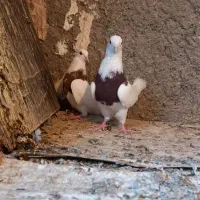جفت طوقی گرفتنی