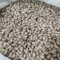 لوبیا چیتی ارگانیک