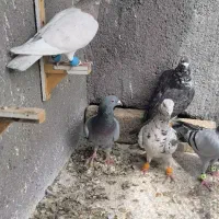 کبوتر