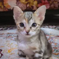 واگذاری گربه