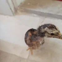 لاری افغان