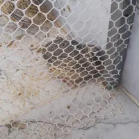 بلدرچین ماده