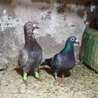 کبوترجفت نرو ماده
