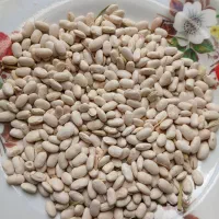 لوبیا سفید