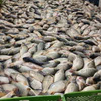 خرید و فروش ماهی کپور امور فیتوفاک و بیگهد