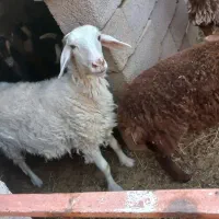 میش وگوسفند
