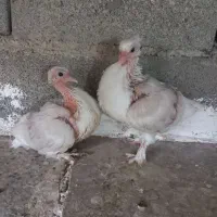 کبوتر دوکت