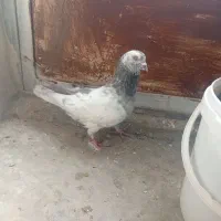 کبوتر نر مست