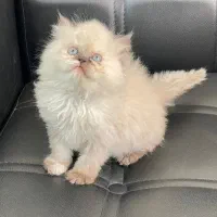 هیمالین های چشم آبی