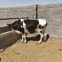 چهار راس گاو