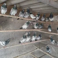 کبوتر استسنایی پاکستانی