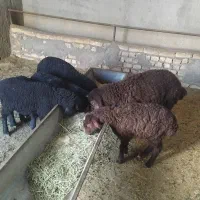 ۵راس میش بره دار