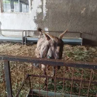 فروش یک عدد بز پاکستانی دوقلو زا