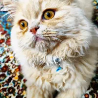 گربه معاوضه با طوطی
