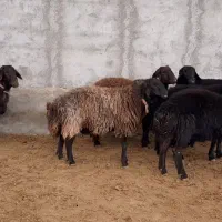 نیازمند چوپان حرفه ای و کاربلد